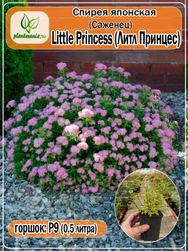 Спирея японская Little Princess Р9