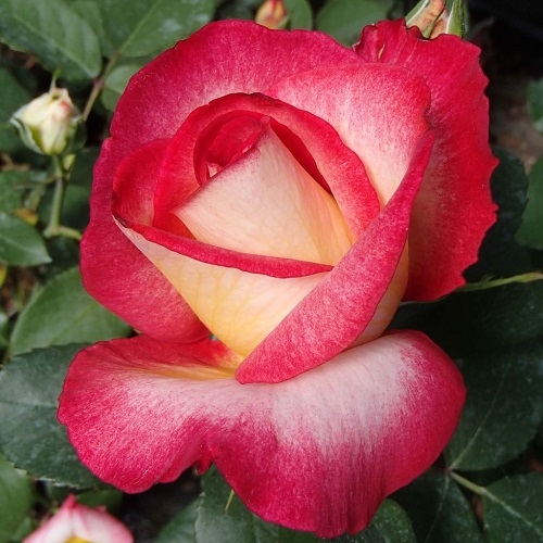 Роза чайно-гибридная Bolchoi (Большой)
