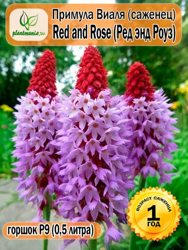 Примула Виаля Red and Rose (Ред энд Роуз) P9
