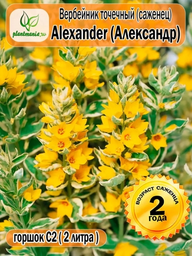 Вербейник точечный Alexander (Александр)