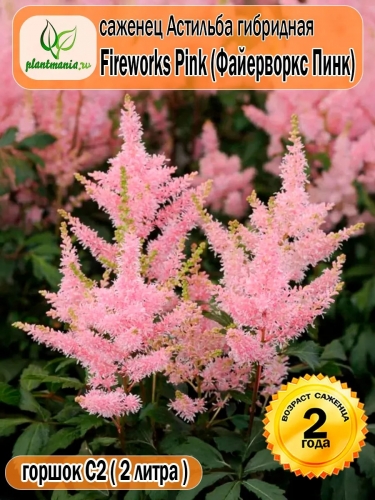 Астильба гибридная Fireworks Pink (Файерворкс Пинк)