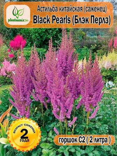 Астильба китайская Black Pearls (Блэк Перлз)