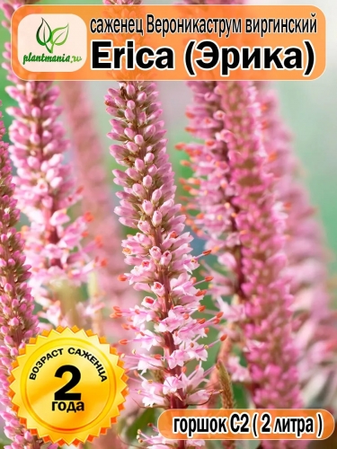 Вероникаструм виргинский Erica (Эрика)