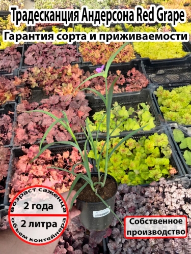 Традесканция Андерсона Red Grape (Ред Грейп)