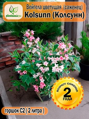 Вейгела цветущая Kolsunn (Колсунн)