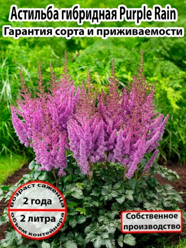Астильба гибридная Purple Rain (Перпл Рейн)