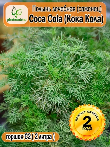 Полынь лечебная Coca Cola (Кока Кола)