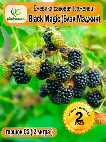 Ежевика садовая Black Magic (Блэк Мэджик)