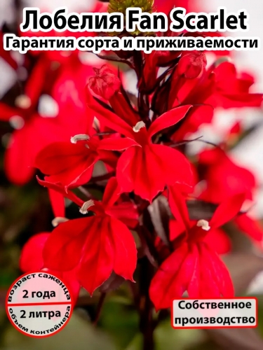 Лобелия Fan Scarlet (Фан Скарлет)