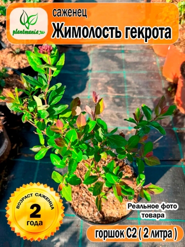 Жимолость гекрота