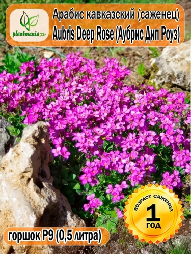 Арабис кавказский Aubris Deep Rose (Аубрис Дип Роуз) P9