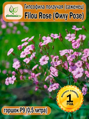 Гипсофила ползучая Filou Rose (Филу Розе) P9