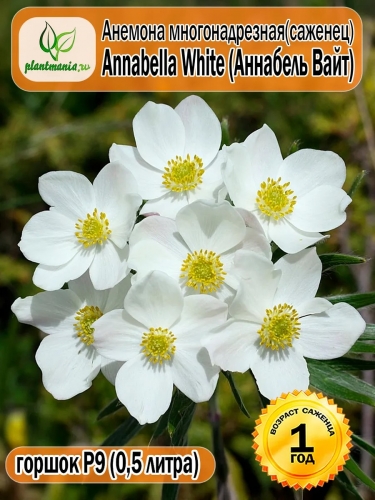 Анемона многонадрезная Anabella White (Анабель Вайт)