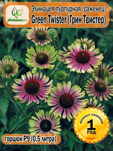 Эхинацея пурпурная Green Twister (Грин Твистер) P9