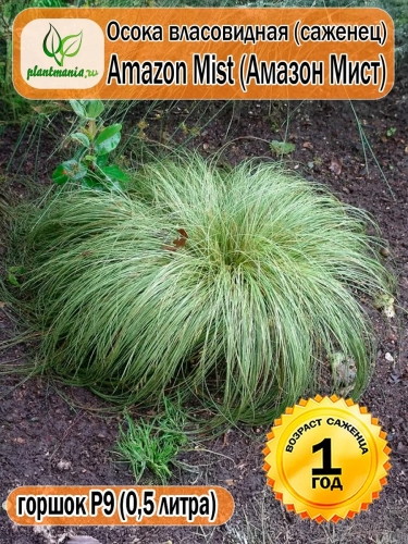 Осока власовидная Amazon Mist (Амазон Мист) P9
