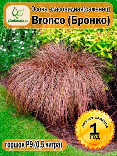 Осока власовидная Bronco (Бронко) P9