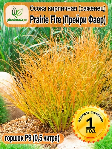 Осока кирпичная Prairie Fire (Прейри Фаер) P9