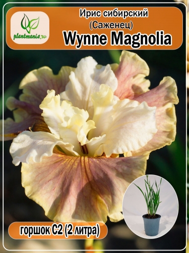 Ирис сибирский Wynne Magnolia (Уинн Магнолия)