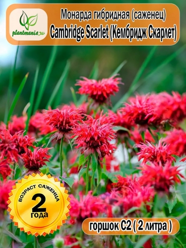 Монарда гибридная Cambridge Scarlet (Кембридж Скарлет)
