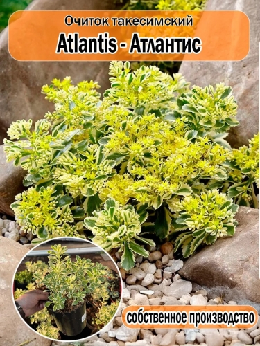 Очиток такесимский Atlantis (Атлантис)