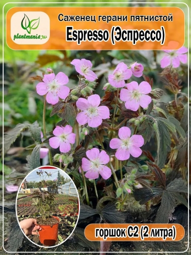 Герань пятнистая Espresso (Эспрессо)