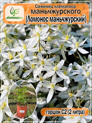 Клематис Маньчжурский