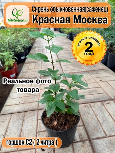 Сирень обыкновенная Красная Москва