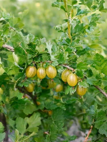 Крыжовник сорт Martens (Мартенс)