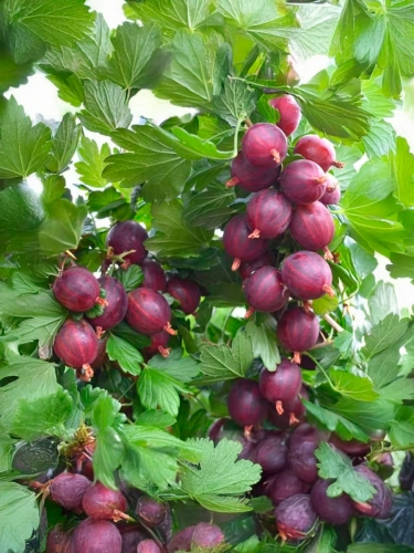 Крыжовник бесшипый Spinefree (Спайнфри)