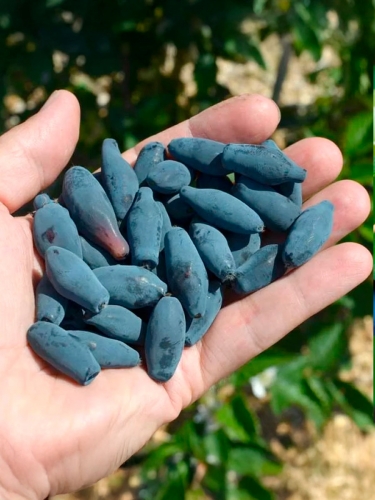 Жимолость съедобная Aurora (Аврора)