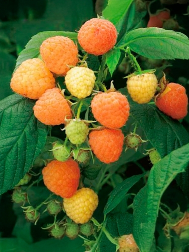 Малина ремонтантная Янтарь