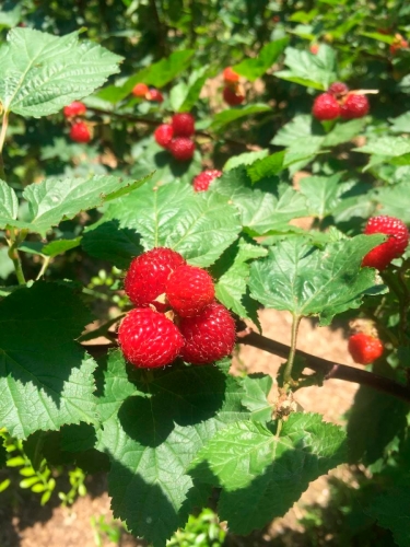 Малиновое дерево Raspberry Tower (Распберри Тауэр)