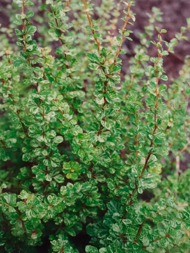 Барбарис Тунберга Kelleriis (Келлериис)