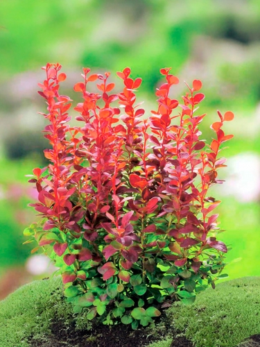 Барбарис Тунберга Orange Rocket (Оранж Рокет)