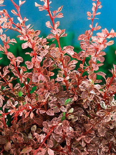 Барбарис тунберга Rose Glow (Роуз Глоу)