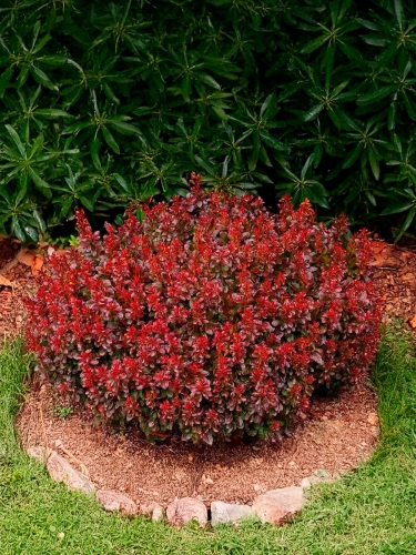 Барбарис тунберга Atropurpurea Nana (Атропурпурея Нана)