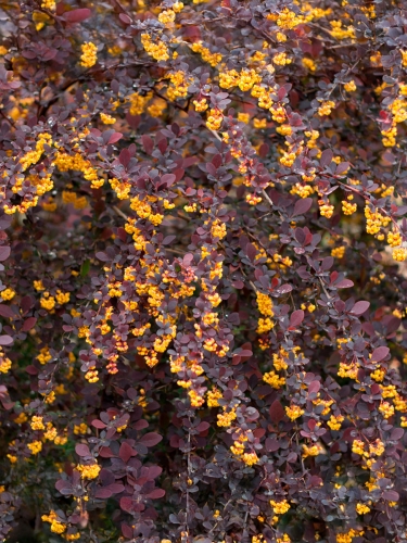 Барбарис оттавский Superba (Суперба)