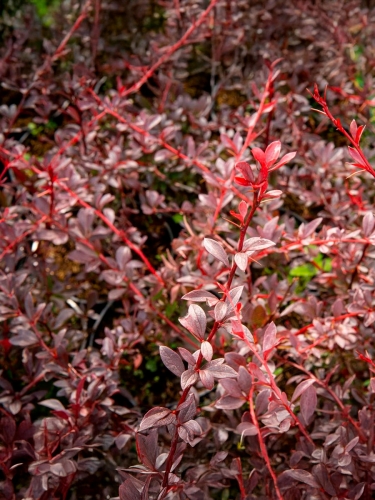 Барбарис Тунберга Red Chief (Ред Чиф)