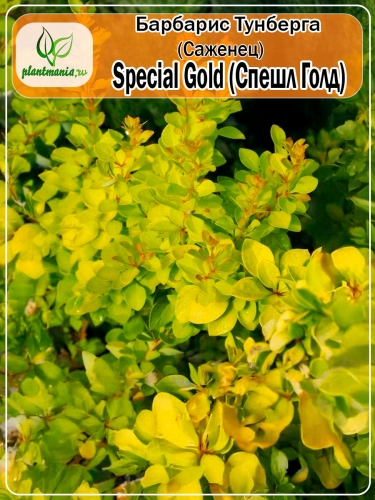 Барбарис Тунберга Special Gold (Спешл Голд)