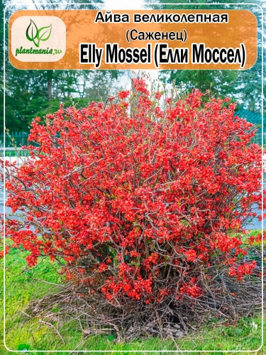 Айва великолепная Elly Mossel (Элли Моссел)