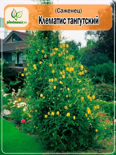 Клематис тангутский