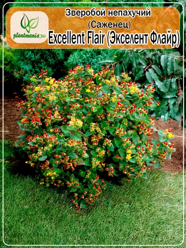 Зверобой непахучий Excellent Flair (Экселент Флайр)