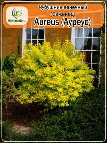 Чубушник венечный Aureus (Ауреус)