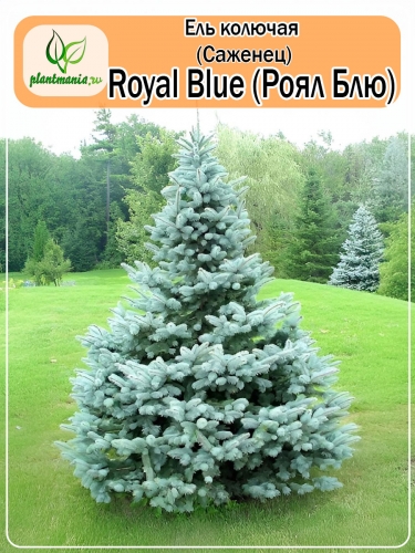 Ель колючая Royal Blue (Роял Блю) Р9