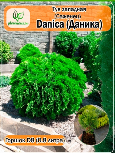 Туя западная Danica (Даника) P9