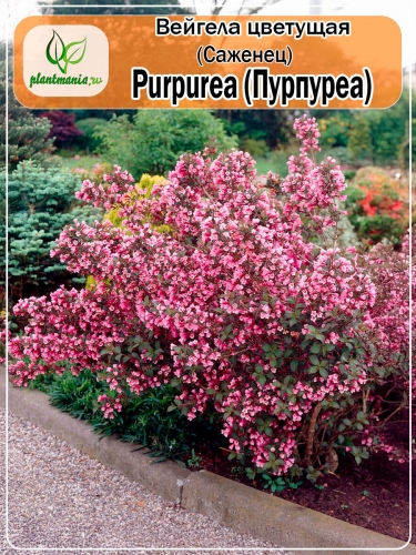 Вейгела цветущая Purpurea (Пурпуреа)