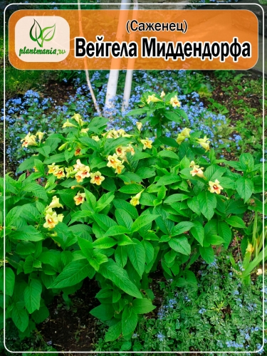 Вейгела Миддендорфа