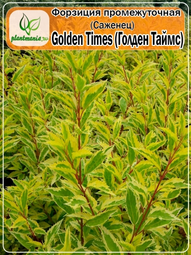 Форзиция промежуточная Golden Times (Голден Таймс)