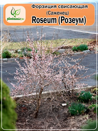 Форзиция свисающая Roseum (Розеум)