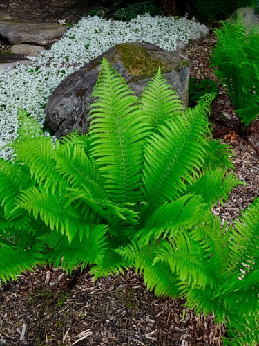 Папоротник Страусник